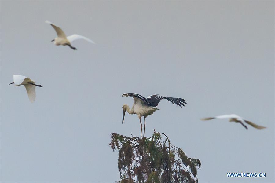 <?php echo strip_tags(addslashes(A flock of oriental white storks are seen at Bandao national wetland park in Chaohu, east China's Anhui Province, Nov. 21, 2018. More than 100 oriental white storks flew to the park for food and rest recently. (Xinhua/Guo Chen))) ?>