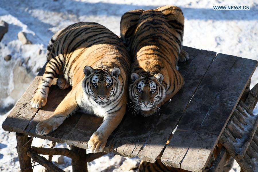 <?php echo strip_tags(addslashes(Siberian tigers play at the China Hengdaohezi Feline Breeding Center in Hailin City, northeast China's Heilongjiang Province, Nov. 21, 2018. (Xinhua/Wang Jianwei))) ?>