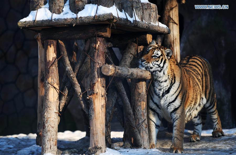<?php echo strip_tags(addslashes(A Siberian tiger is seen at the China Hengdaohezi Feline Breeding Center in Hailin City, northeast China's Heilongjiang Province, Nov. 21, 2018. (Xinhua/Wang Jianwei))) ?>