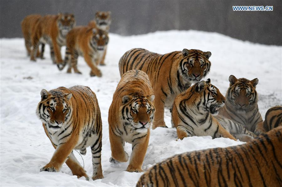 <?php echo strip_tags(addslashes(Siberian tigers play at the China Hengdaohezi Feline Breeding Center in Hailin City, northeast China's Heilongjiang Province, Nov. 22, 2018. (Xinhua/Wang Jianwei))) ?>