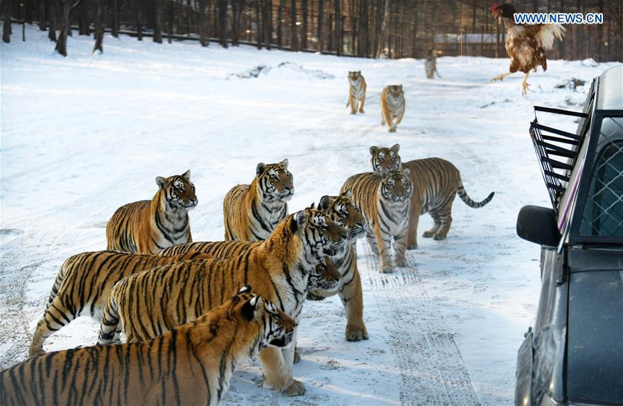 <?php echo strip_tags(addslashes(Siberian tigers play at the China Hengdaohezi Feline Breeding Center in Hailin City, northeast China's Heilongjiang Province, Nov. 21, 2018. (Xinhua/Wang Jianwei))) ?>