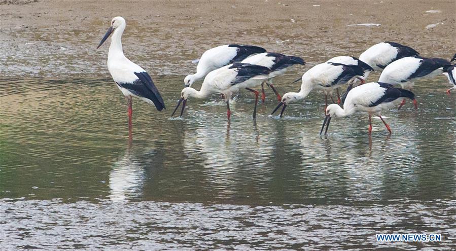 <?php echo strip_tags(addslashes(A flock of oriental white storks are seen at Bandao national wetland park in Chaohu, east China's Anhui Province, Nov. 21, 2018. More than 100 oriental white storks flew to the park for food and rest recently. (Xinhua/Guo Chen))) ?>