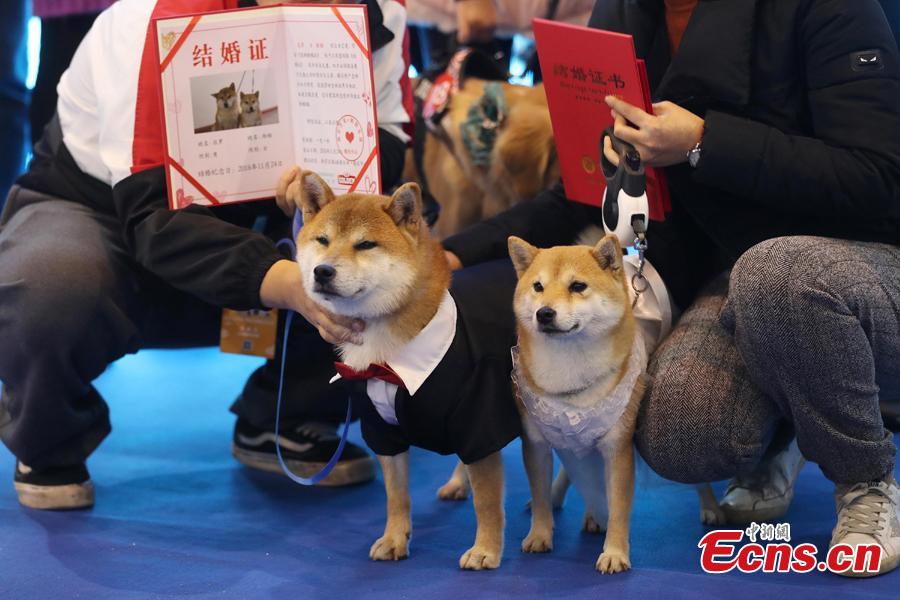Pet dog owners pose for a photo with their dogs at the 2108 China (Nanjing) Pet Culture Festival in Nanjing, Jiangsu Province, Nov. 24, 2018. A \