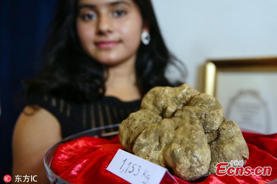 An assistant displays an Alba white truffle weighing 1,153g, at chef Tanka Sapkota\'s restaurant in Lisbon, Portugal on November 23, 2018. The truffle collected in Piemonte region in Italy is the biggest ever bought in Portugal. (Photo/IC)
