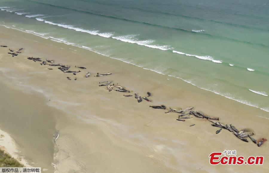 <?php echo strip_tags(addslashes(This photo taken and released on November 26, 2018 from the New Zealand Department of Conservation shows dead pilot whales on a remote beach on Stewart Island in the far south of New Zealand. Up to 145 pilot whales have died in a mass stranding on a remote part of a small New Zealand island, authorities said on November 26. (Photo/Agencies))) ?>