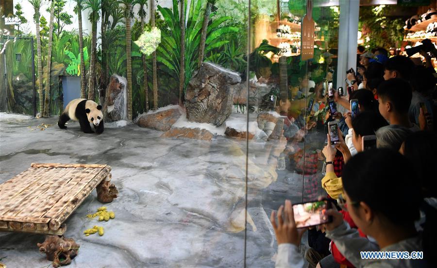 <?php echo strip_tags(addslashes(Giant Panda Shunshun makes public debut at the Hainan Tropical Wildlife Park and Botanical Garden in Haikou, south China's Hainan Province, Nov. 25, 2018. Giant Pandas Gonggong and Shunshun from Sichuan Province came to Hainan and made public debut after being adapted to their new home. (Xinhua/Guo Cheng))) ?>