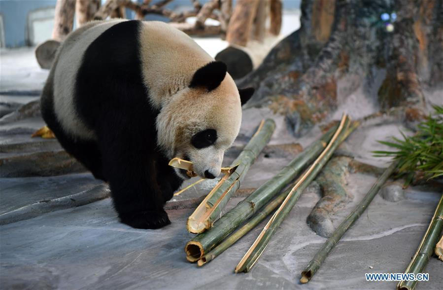 <?php echo strip_tags(addslashes(Giant Panda Shunshun makes public debut at the Hainan Tropical Wildlife Park and Botanical Garden in Haikou, south China's Hainan Province, Nov. 25, 2018. Giant Pandas Gonggong and Shunshun from Sichuan Province came to Hainan and made public debut after being adapted to their new home. (Xinhua/Guo Cheng))) ?>