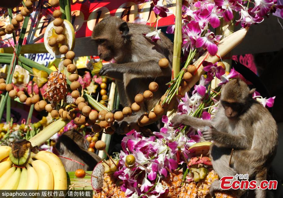 <?php echo strip_tags(addslashes(Monkeys eat fruits and vegetables during the annual Monkey Buffet Festival at the Phra Prang Sam Yot temple in Lopburi province, north of Bangkok, Thailand November 25, 2018. (Photo/Sipaphoto))) ?>