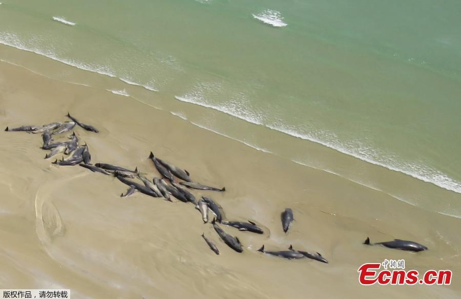 This photo taken and released on November 26, 2018 from the New Zealand Department of Conservation shows dead pilot whales on a remote beach on Stewart Island in the far south of New Zealand. Up to 145 pilot whales have died in a mass stranding on a remote part of a small New Zealand island, authorities said on November 26.  (Photo/Agencies)