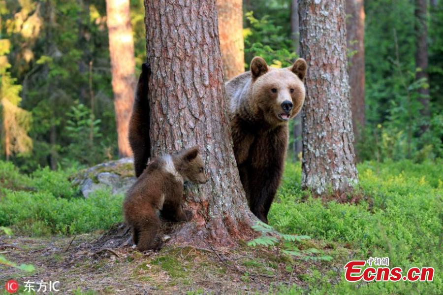 Stunning images capture the moment a mother bear was caught kissing her cub following an afternoon of games. Valtteri Mulkahainen, 59, from Finland was mesmerised when he was fortunate enough to witness the incredible moment a mother bear acted as though she was human when interacting with her babies in the town of Martinselkonen - near the border with Russia. (Photo/IC)