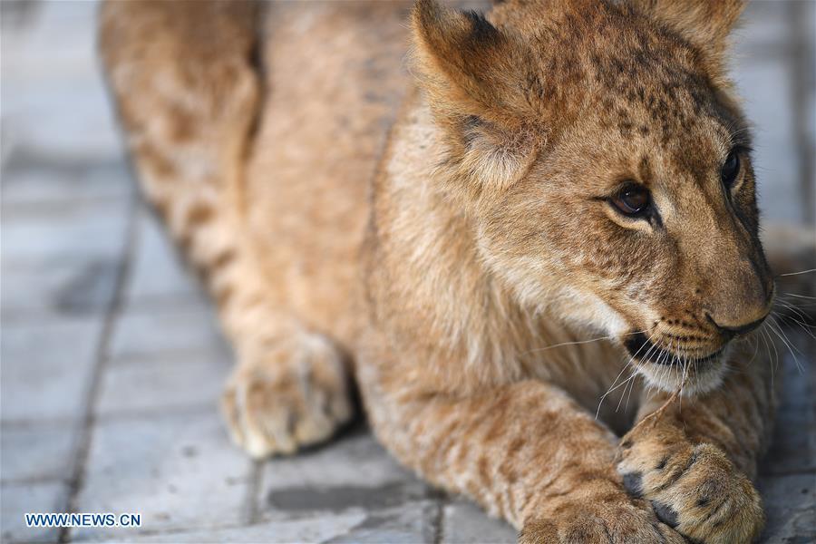 An African lion cub is seen at the Qinghai-Tibet Plateau Wild Zoo in Xining, capital of northwest China\'s Qinghai Province, Nov. 27, 2018. Three six-month-old African lions have survived the extreme environment of the Qinghai-Tibet Plateau, a new record for those breeding the species on the plateau. The three female cubs born on May 9 are now able to hunt for food by themselves. (Xinhua/Zhang Hongxiang)
