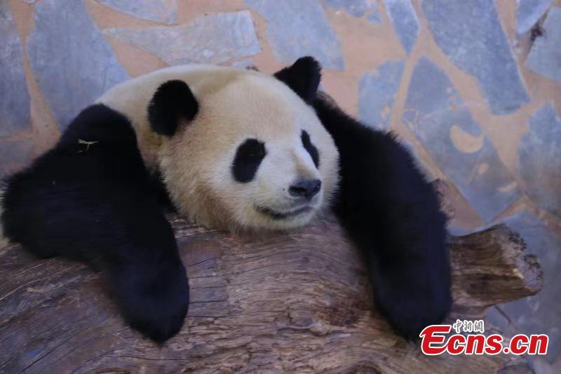 A panda enjoys winter sun bath at the Yunnan Wild Animal Park in the provincial capital of Kunming on November 28, 2018. (Photo provided to China News Service)