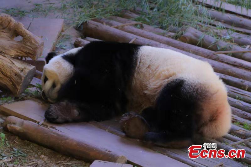 A panda enjoys winter sun bath at the Yunnan Wild Animal Park in the provincial capital of Kunming on November 28, 2018. (Photo provided to China News Service)
