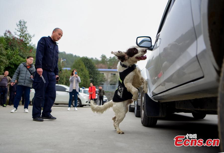 Police dogs are trained at a training base In Shiyan, Central China’s Hubei province on November 27, 2018. The base has several dogs that can assist in diverse tasks including patrolling and searching for explosives or drugs. (Photo: China News Servcie/ Zhao Wei)