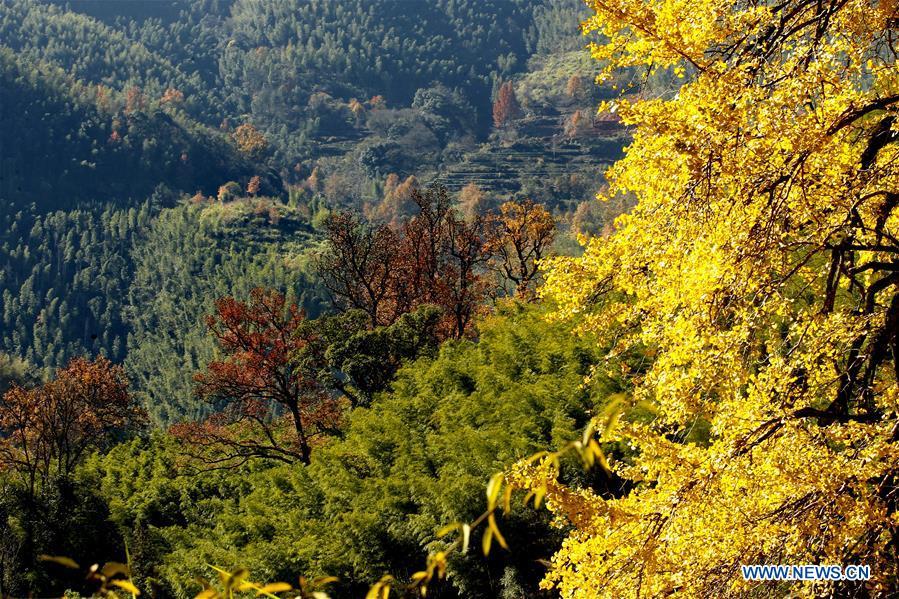 Photo taken on Nov. 29, 2018 shows the yellow ginkgo trees and maple trees in Shangmei Township of Wuyishan City, southeast China\'s Fujian Province. (Xinhua/Zhang Guojun)
