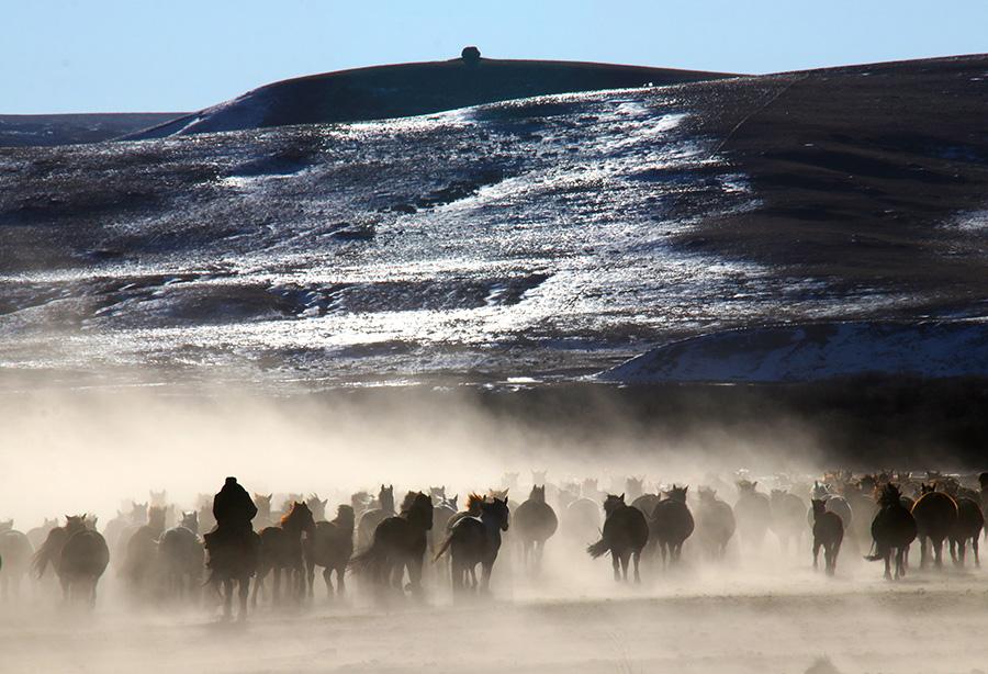 Thousands of horses gallop around the Shandan Military Horse Farm, NW China\'s Gansu Province. (Photo by Cheng Lin for chinadaily.com.cn)