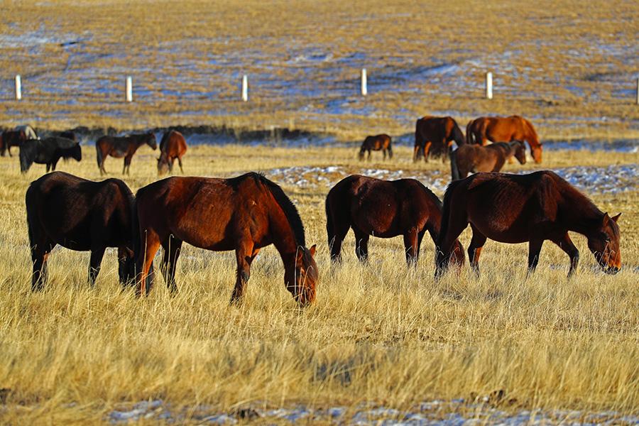 Horses graze on the prairie at the Shandan Military Horse Farm, NW China\'s Gansu Province, during the winter. (Photo by Cheng Lin for chinadaily.com.cn)