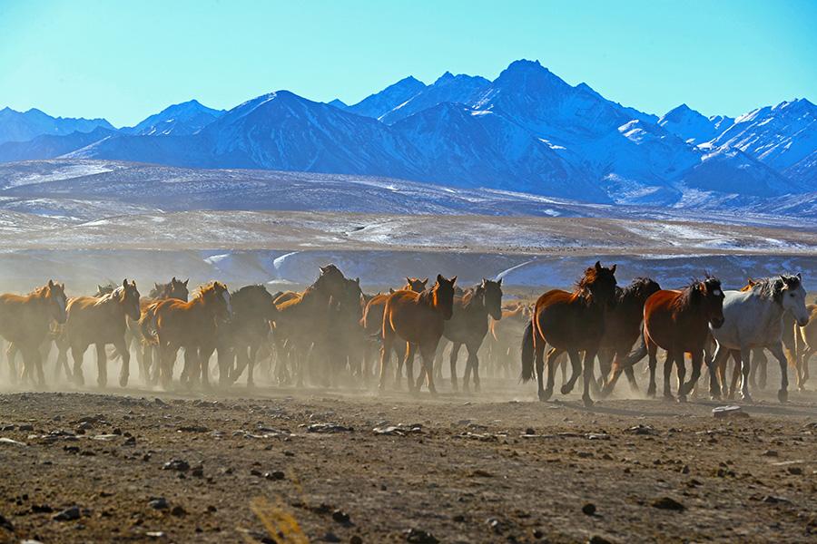Thousands of horses gallop around the Shandan Military Horse Farm, NW China\'s Gansu Province. (Photo by Cheng Lin for chinadaily.com.cn)