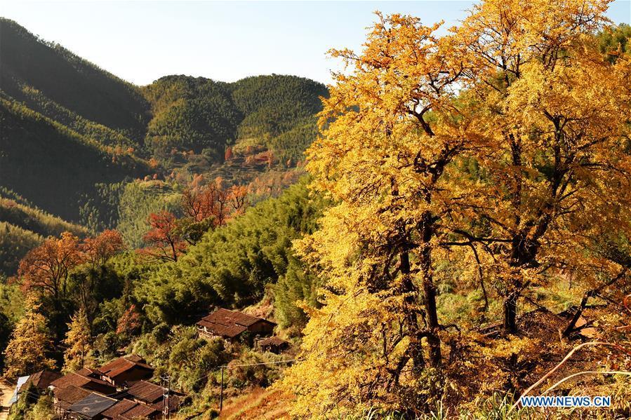 Photo taken on Nov. 29, 2018 shows the yellow ginkgo trees and maple trees in Shangmei Township of Wuyishan City, southeast China\'s Fujian Province. (Xinhua/Zhang Guojun)