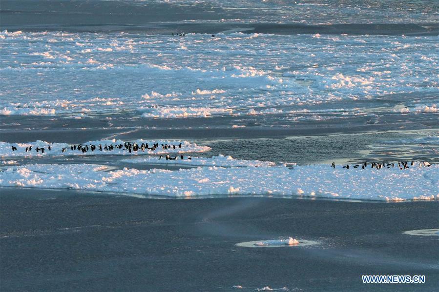 <?php echo strip_tags(addslashes(Photo taken on Nov. 30, 2018 shows penguins at the Prydz Bay in Antarctica. Xuelong, carrying a research team on the country's 35th Antarctic expedition, set sail from Shanghai on Nov. 2 and passed Prydz Bay, the last sea area before arriving at China's Zhongshan Station in Antarctica. (Xinhua/Liu Shiping))) ?>