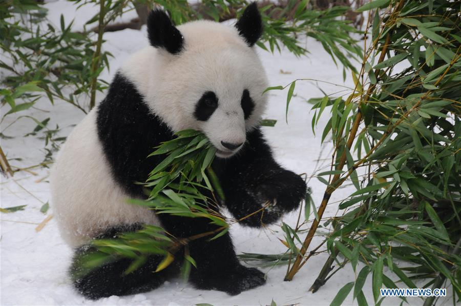 <?php echo strip_tags(addslashes(Giant panda Fu Feng has bamboos in the snow-covered Panda garden at Zoo Vienna in Vienna, Austria, on Dec. 1, 2018. Austrian President Alexander Van der Bellen visited the panda twins, Fu Feng and Fu Ban, at Zoo Vienna on Saturday to say goodbye as the pandas will return to Sichuan province, the hometown of giant pandas in China on Sunday. (Xinhua/Liu Xiang))) ?>