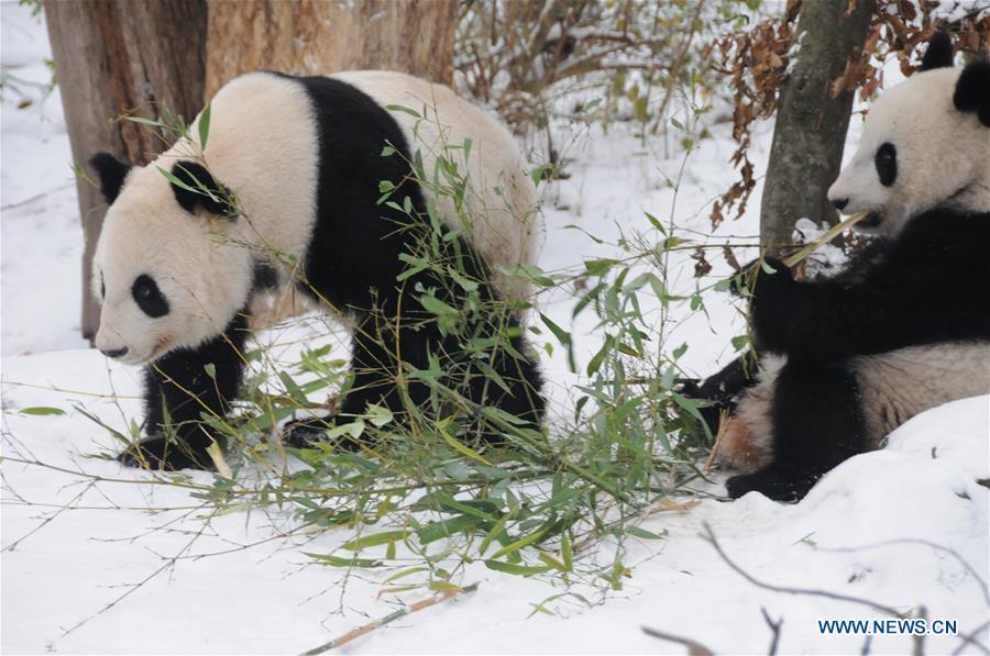 <?php echo strip_tags(addslashes(Giant panda Fu Feng and its mother Yang Yang have bamboos in the snow-covered Panda garden at Zoo Vienna in Vienna, Austria, on Dec. 1, 2018. Austrian President Alexander Van der Bellen visited the panda twins, Fu Feng and Fu Ban, at Zoo Vienna on Saturday to say goodbye as the pandas will return to Sichuan province, the hometown of giant pandas in China on Sunday. (Xinhua/Liu Xiang))) ?>