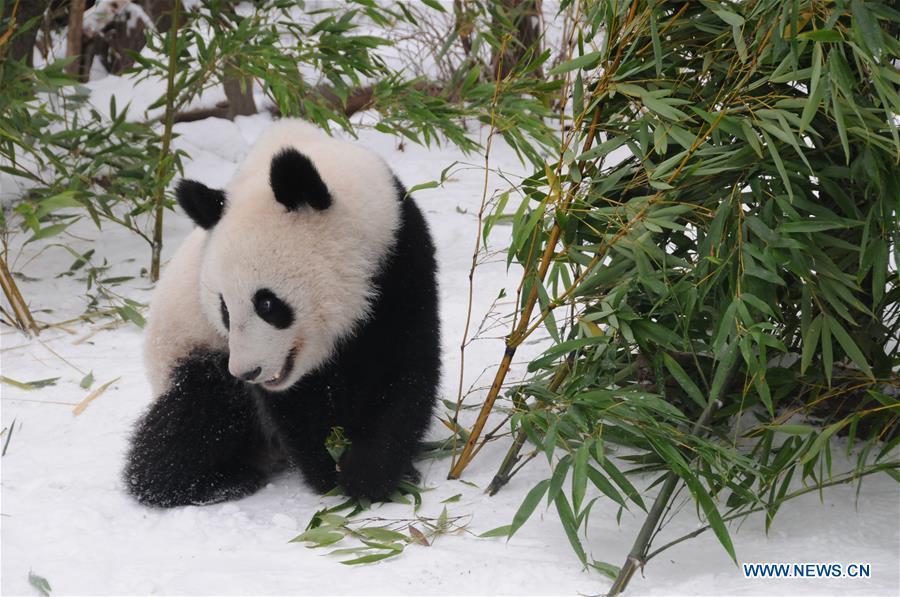 <?php echo strip_tags(addslashes(Giant panda Fu Feng has bamboos in the snow-covered Panda garden at Zoo Vienna in Vienna, Austria, on Dec. 1, 2018. Austrian President Alexander Van der Bellen visited the panda twins, Fu Feng and Fu Ban, at Zoo Vienna on Saturday to say goodbye as the pandas will return to Sichuan province, the hometown of giant pandas in China on Sunday. (Xinhua/Liu Xiang))) ?>