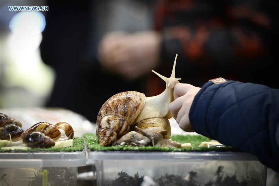 A visitor touches a giant snail at the Exotic Zoo in Warsaw, Poland on Dec. 2, 2018. The Exotic Zoo is a one-day event where people can see, touch and buy exotic reptiles, insects, amphibians and arthropods. The exhibition attracted hundreds of visitors on Sunday. (Xinhua/Jaap Arriens)