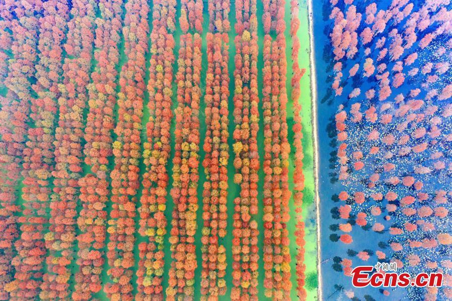 The photo taken on December 1, 2018 shows tens of thousands of Chinese sequoias, growing in one-meter-deep water at Zhangdu Lake Wetland in Wuhan City, central China\'s Hubei Province. (Photo/China News Service)