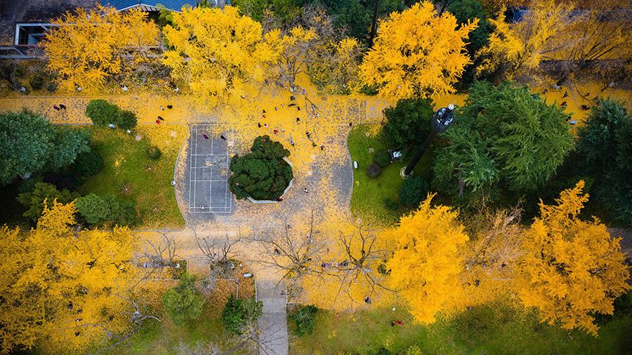 <?php echo strip_tags(addslashes(Golden ginkgo leaves cover the grounds at the Xuanwuhu scenic area in Nanjing city, Jiangsu Province, Dec. 1, 2018.(Photo/Asianewsphoto))) ?>