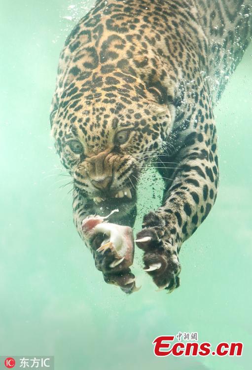A jaguar dives underwater to catch its dinner. With teeth bared, claws drawn and eyes focused the stunning predator dives for fish that had been thrown into the water at the Zoo de Bordeaux Pessac in France. (Photo/IC)