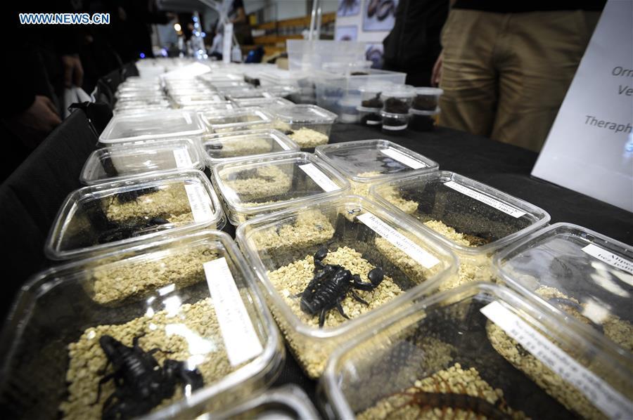 Scorpions are seen at the Exotic Zoo in Warsaw, Poland on Dec. 2, 2018. The Exotic Zoo is a one-day event where people can see, touch and buy exotic reptiles, insects, amphibians and arthropods. The exhibition attracted hundreds of visitors on Sunday. (Xinhua/Jaap Arriens)
