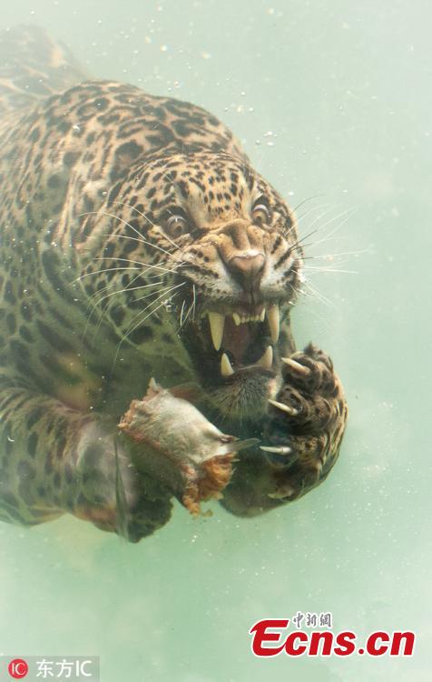 A jaguar dives underwater to catch its dinner. With teeth bared, claws drawn and eyes focused the stunning predator dives for fish that had been thrown into the water at the Zoo de Bordeaux Pessac in France. (Photo/IC)