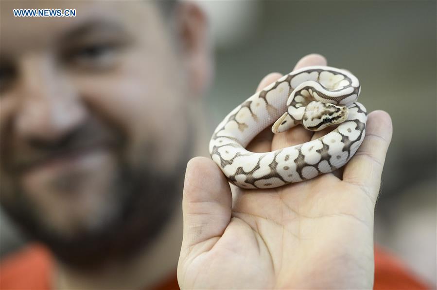 A visitor holds a snake on his hand at the Exotic Zoo in Warsaw, Poland on Dec. 2, 2018. The Exotic Zoo is a one-day event where people can see, touch and buy exotic reptiles, insects, amphibians and arthropods. The exhibition attracted hundreds of visitors on Sunday. (Xinhua/Jaap Arriens)