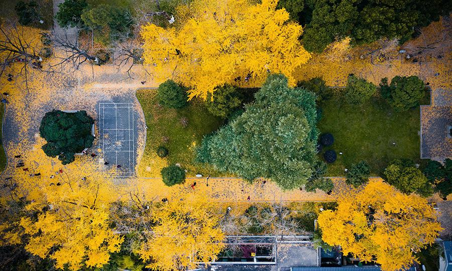 <?php echo strip_tags(addslashes(Golden ginkgo leaves cover the grounds at the Xuanwuhu scenic area in Nanjing city, Jiangsu Province, Dec. 1, 2018.(Photo/Asianewsphoto))) ?>
