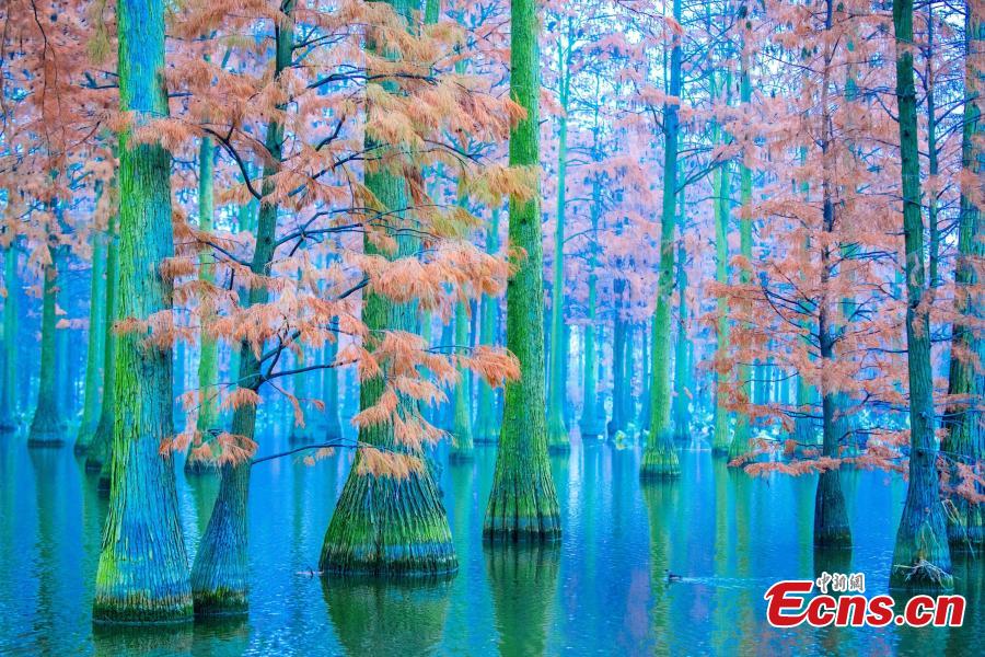 The photo taken on December 1, 2018 shows tens of thousands of Chinese sequoias, growing in one-meter-deep water at Zhangdu Lake Wetland in Wuhan City, central China\'s Hubei Province. (Photo/China News Service)