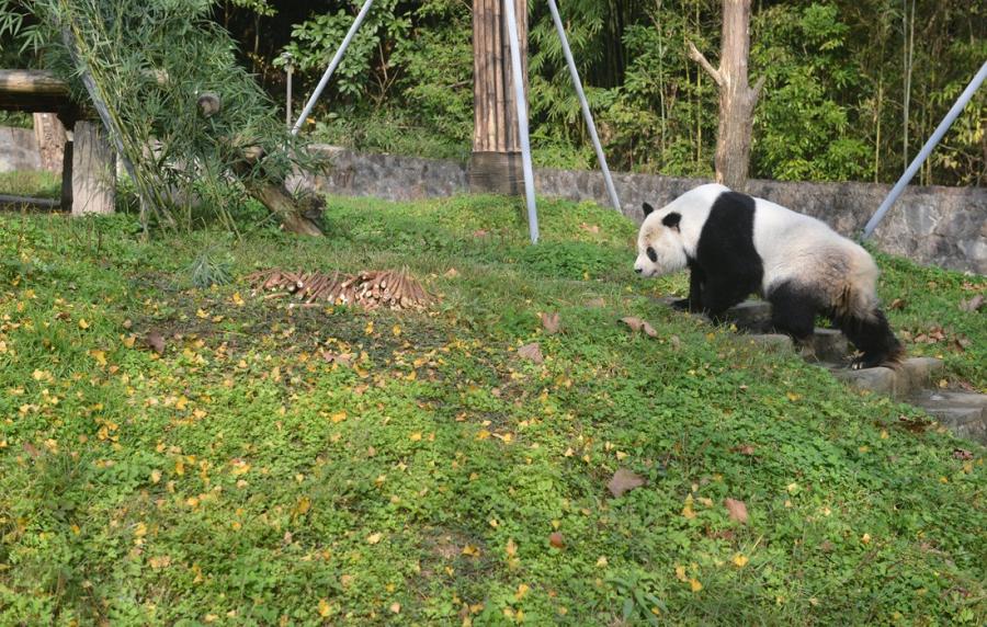 Gaogao takes a walk around his enclosure. (Photo/Courtesy of China Conservation and Research Center of Giant Pandas)

A senior giant panda named Gaogao just finished his 15 years of sojourn at the San Diego Zoo in the United States, and met the public on December 3. The 28-year-old panda, which is equivalent to about 98 human years, is now living in the China Conservation and Research Center of Giant Pandas in Southwest China/s Sichuan Province.