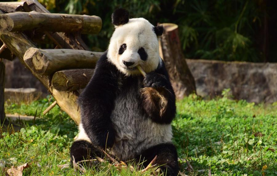 Gaogao chews on some bamboo. (Photo/Courtesy of China Conservation and Research Center of Giant Pandas)