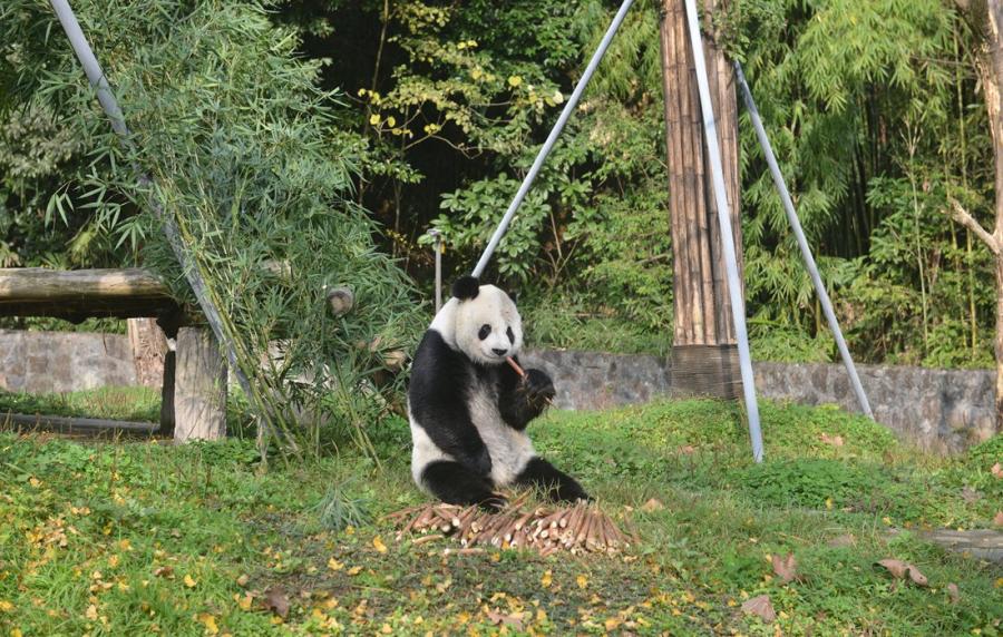 Gaogao chews on some bamboo. (Photo/Courtesy of China Conservation and Research Center of Giant Pandas)