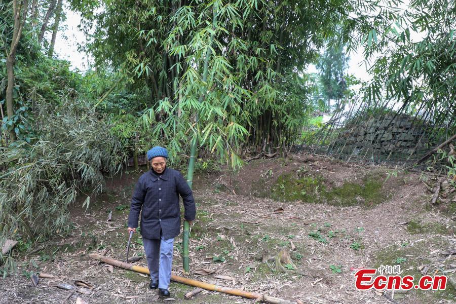 78-year-old Song Erfeng collects bamboos in preparation for materials to make bamboo hats in a village in Tangtou town, Southwest China\'s Guizhou province on December 3, 2018.  As an inheritor of bamboo hat making skills, Song has been practicing the craft for 70 years. Being made with bamboo filaments as thin as hair, the special hat has a history that can be traced back to Ming Dynasty (1368-1644). (Photo: China News Service/ Qu Honglun)