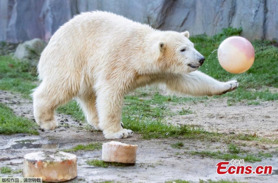 <?php echo strip_tags(addslashes(Nanook, a one-year-old polar bear plays with its birthday presents at a zoo in Gelsenkirchen, Germany on December 4, 2018. The female polar bear was born on December 4, 2017. (Photo/Agencies))) ?>