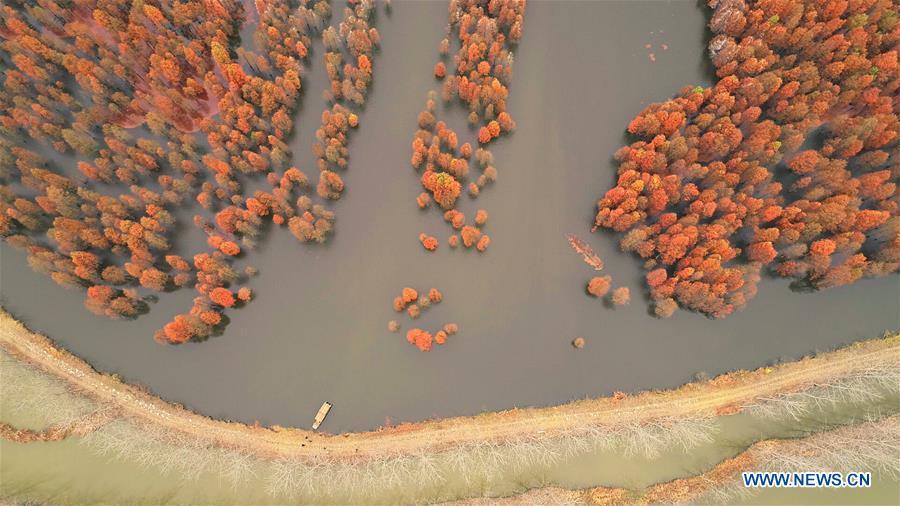 Aerial photo taken on Dec. 5, 2018 shows pond cypress trees at Chishan Lake National Wetland Park in the Lai\'an County, east China\'s Anhui Province. The cypress trees not only curb water and soil erosion, but also attract various kinds of birds.(Xinhua/Cao Li)