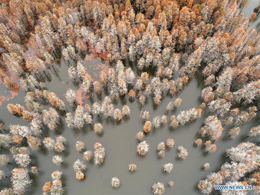 <?php echo strip_tags(addslashes(Aerial photo taken on Dec. 5, 2018 shows pond cypress trees at Chishan Lake National Wetland Park in the Lai'an County, east China's Anhui Province. The cypress trees not only curb water and soil erosion, but also attract various kinds of birds. (Xinhua/Cao Li))) ?>