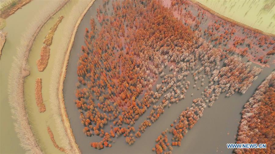 <?php echo strip_tags(addslashes(Aerial photo taken on Dec. 5, 2018 shows pond cypress trees at Chishan Lake National Wetland Park in the Lai'an County, east China's Anhui Province. The cypress trees not only curb water and soil erosion, but also attract various kinds of birds. (Xinhua/Cao Li))) ?>