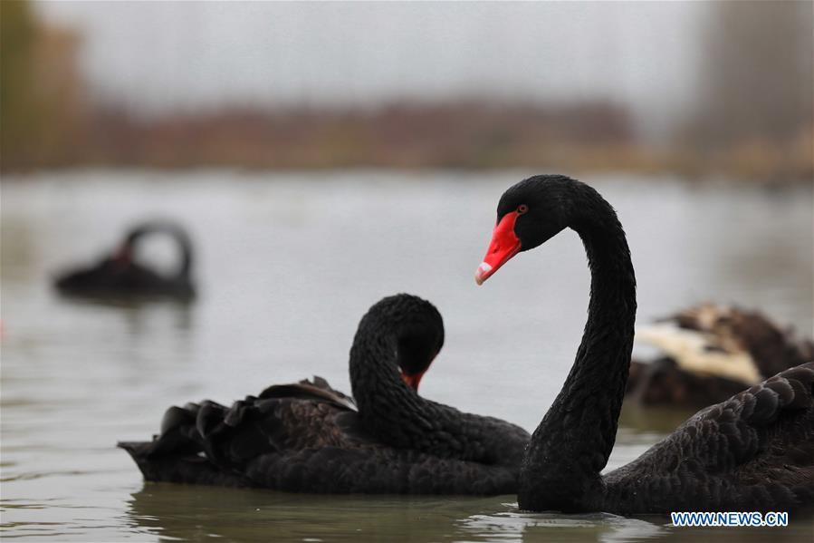 <?php echo strip_tags(addslashes(Photo taken on Dec. 5, 2018 shows swans at the Chishan Lake National Wetland Park in the Lai'an County, east China's Anhui Province. The cypress trees not only curb water and soil erosion, but also attract various kinds of birds. (Xinhua/Cao Li))) ?>