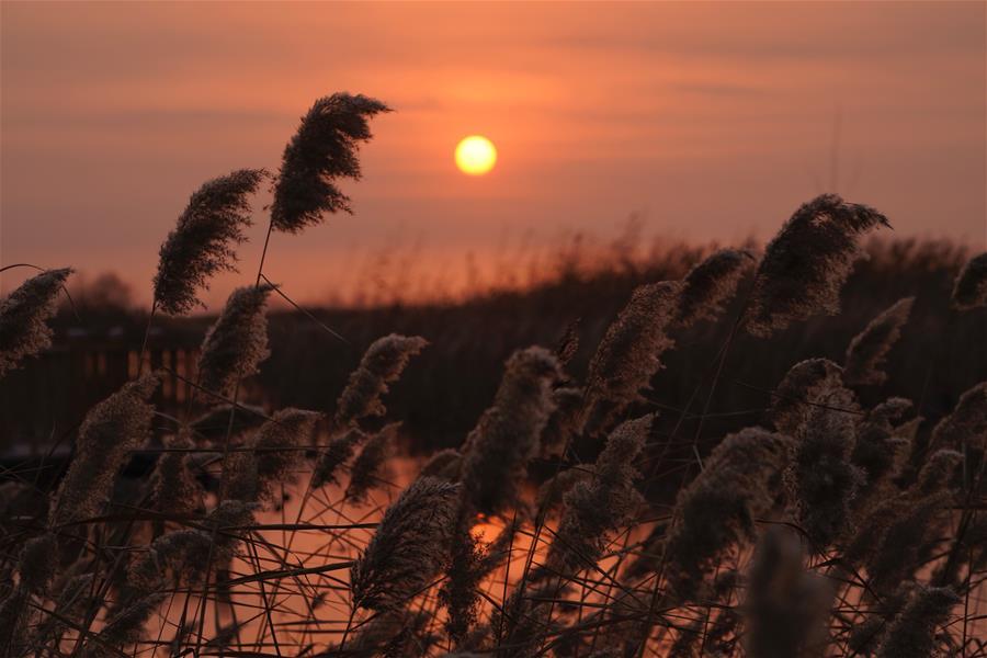 Photo taken on Dec. 6, 2018 shows the sunrise in Baiyangdian of Anxin County, Xiongan New Area, north China\'s Hebei Province. (Xinhua/Xing Guangli)