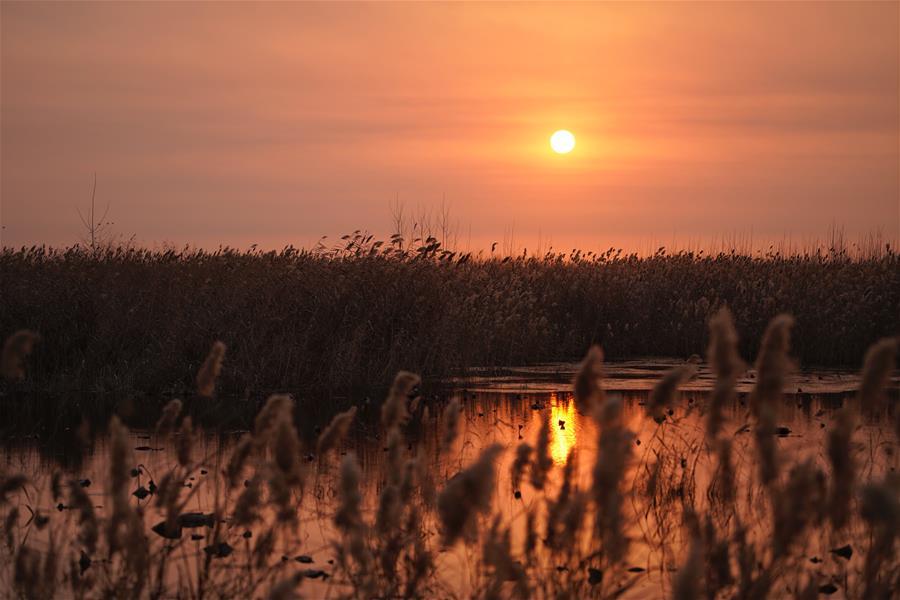 Photo taken on Dec. 6, 2018 shows the sunrise in Baiyangdian of Anxin County, Xiongan New Area, north China\'s Hebei Province. (Xinhua/Xing Guangli)