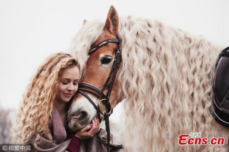 <?php echo strip_tags(addslashes(A horse almost resembles princess Rapunzel as it shows off its incredible, long blonde locks. Haflinger horses are renowned for having long manes and this female, called Storm, boasts hair which has reached more than a metre in length over the course of six years. Amateur photographer Priscilla Gijsberts captured the remarkable sight in Limburg, in the south of the Netherlands. Storm's owner Naomi Beckers, 24, poses with her horse. (Photo/VCG))) ?>