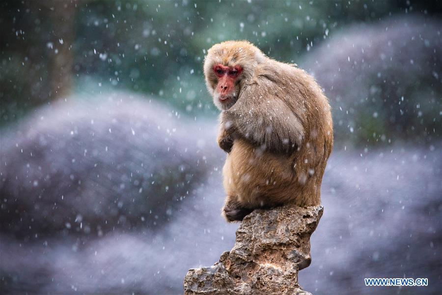 <?php echo strip_tags(addslashes(A macaque is seen in snow at Hongshan Forest Zoo in Nanjing, capital city of east China's Jiangsu Province, Dec. 9, 2018. (Xinhua/Su Yang))) ?>