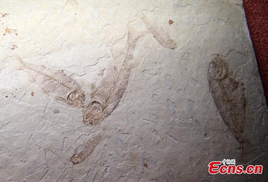 Visitors look at a display of dinosaur fossils at the Zigong Dinosaur Museum in Zigong City, Southwest China’s Sichuan Province, Dec. 9, 2018. The museum sitting on top of a large concentration of a diverse dinosaur assemblage from the Dashanpu Formation, is known for vast quantities of dinosaur fossils, sound preservation, and great varieties. It is one of the three largest dinosaur museums in the world. (Photo: China News Service/Liu Zhongjun)